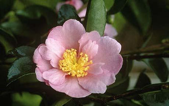 Camellia Sasanqua, Plantation Pink