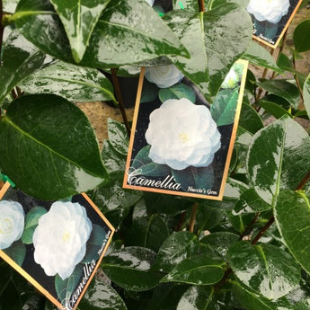 Camellia Japonica, Nuccio's Gem