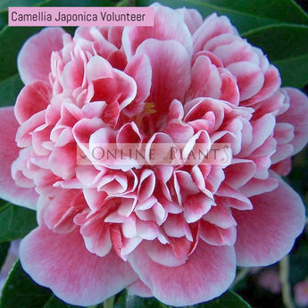 Camellia Japonica Volunteer