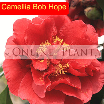 Camellia Japonica, Bob Hope