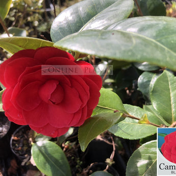 Camellia Japonica, Black Tie