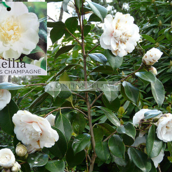 Camellia Japonica, Elegans Champagne