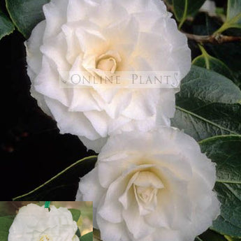 Camellia Japonica, Margarete Hertrich