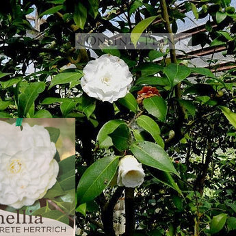 Camellia Japonica, Margarete Hertrich