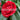 Camellia Japonica, Red Red Rose