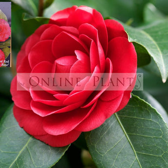 Camellia Japonica, Red Red Rose