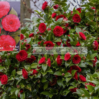 Camellia Japonica, Red Red Rose