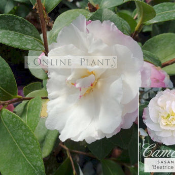 Camellia Sasanqua, Beatrice Emily