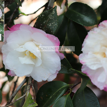 Camellia Sasanqua, Beatrice Emily