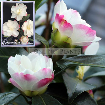 Camellia Sasanqua, Paradise Blush