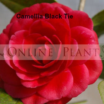 Camellia Japonica, Black Tie