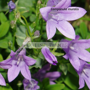 Campanula muralils