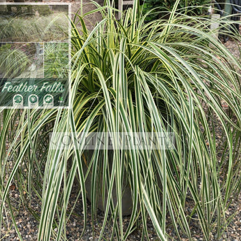 Carex Feather Falls