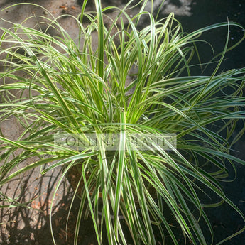 Carex Feather Falls