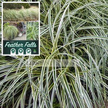 Carex Feather Falls