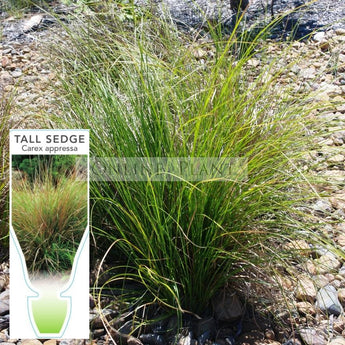 Carex Appressa Tall Sedge