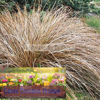 Carex Comans Bronze