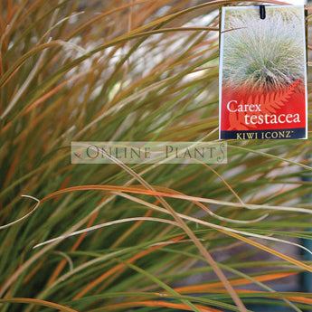 Carex Testacea, Orange Sedge
