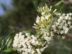 Cassinia Aculeata Dogwood