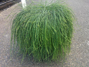 Casuarina glauca, Shagpile