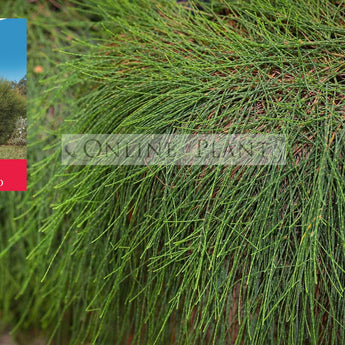 Casuarina glauca Greenwave