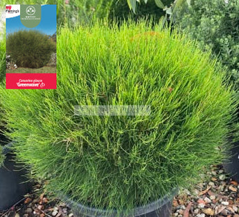 Casuarina glauca Greenwave