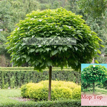 Catalpa bignonioides Nana 'Mop Top'