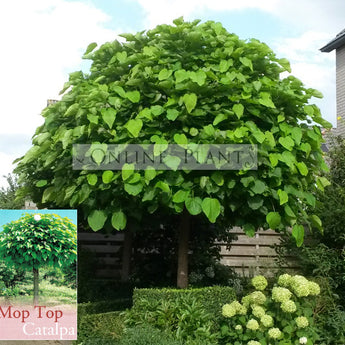 Catalpa bignonioides Nana 'Mop Top'