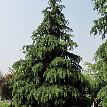 Cedrus Deodara, Indian Cedar