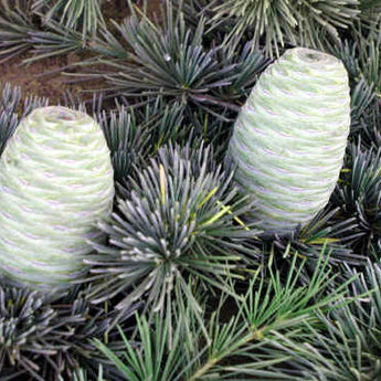 Cedrus Deodara, Indian Cedar