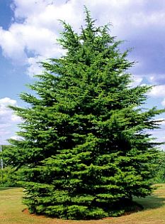 Cedrus Libani, Lebanese Cedar Tree