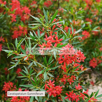 Ceratopetalum Gummiferum New South Wales Christmas Bush