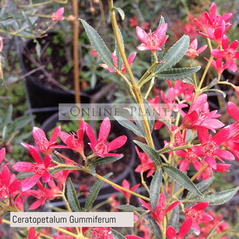 Ceratopetalum Gummiferum New South Wales Christmas Bush