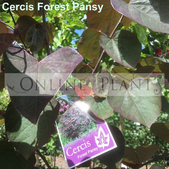 Cercis canadensis, Forest Pansy