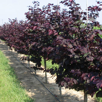 Cercis canadensis, Forest Pansy