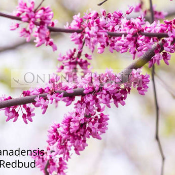 Cercis canadensis Eastern Redbud