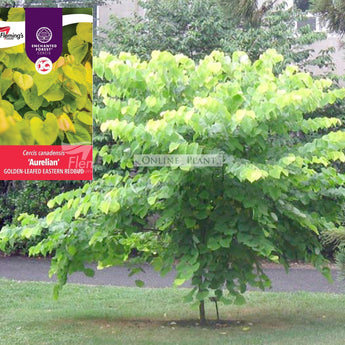 Cercis canadensis Aurelian