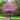 Cercis canadensis Eastern Redbud