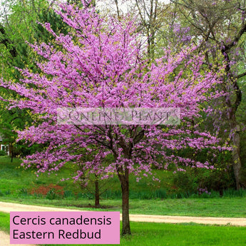 Cercis canadensis Eastern Redbud