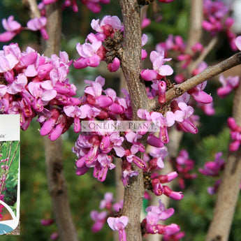 Cercis chinensis Avondale