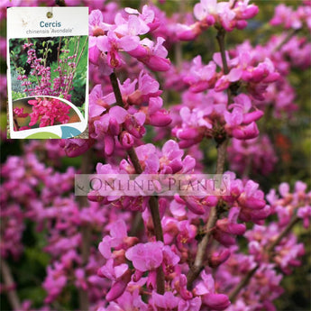 Cercis chinensis Avondale