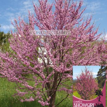 Cercis siliquastrum Showgirl