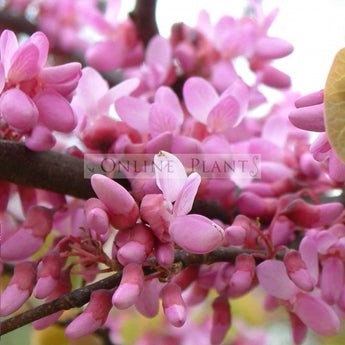 Cercis siliquastrum Showgirl