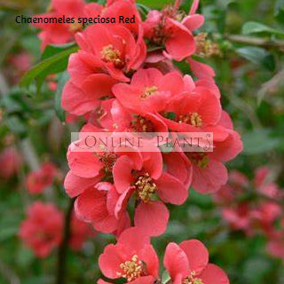 Chaenomeles speciosa Red