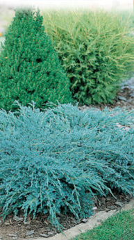 Chamaecyparis Lawsoniana, Blue Jacket