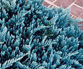 Chamaecyparis Lawsoniana, Blue Jacket