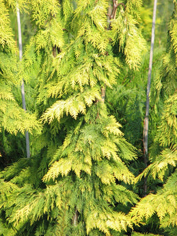 Chamaecyparis lawsoniana, Vens Yellow