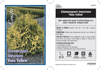 Chamaecyparis lawsoniana, Vens Yellow