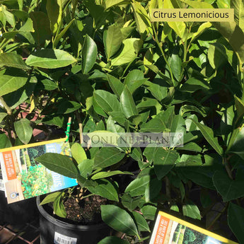 Citrus Tree Lemonicious