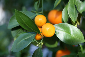 Citrus tree Cumquat Calamondin